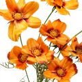 Floristik24 Dirbtinės gėlės Cosmea Orange papuošalų krepšelis H51cm 3vnt