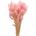 Floristik24 Lagurus džiovinta triušio uodega žolė šviesiai rožinė 65-70cm 100g