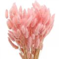 Floristik24 Lagurus džiovinta triušio uodega žolė šviesiai rožinė 65-70cm 100g