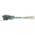 Floristik24 Lagurus džiovinta triušio uodega mėlyna žalia žolė 65-70cm 100g