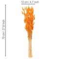 Džiovintos aksominės žolės kekė Lagurus, 70 cm, 100 g | Floristik24.lt
