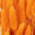 Džiovintos aksominės žolės kekė Lagurus, 70 cm, 100 g | Floristik24.lt