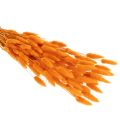 Džiovintos aksominės žolės kekė Lagurus, 70 cm, 100 g | Floristik24.lt