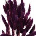 Floristik24 Velvet žolė violetinė, triušio uodegos žolė, Lagurus L18-50cm 25g