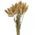 Floristik24 Lagurus ovatus, Pennisetum Grass, Velvet Grass Natural Light Brown L40-50cm 30g