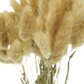 Floristik24 Lagurus ovatus, Pennisetum Grass, Velvet Grass Natural Light Brown L40-50cm 30g