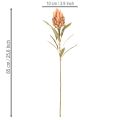 Dirbtinė Protea Leucadendron gėlė su ilgu kotu, 65 cm, 3 vnt. | Floristik24.lt