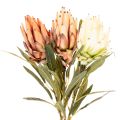 Dirbtinė Protea Leucadendron