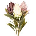 Floristik24 Dirbtinės protea gėlės Leucadendron 100 cm 3 vnt.