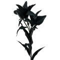 Floristik24 Dirbtinė gėlė lelija juoda 84cm