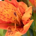 Dirbtinė alstroemerija, oranžinė gėlė, dirbtinė puokštės dekoracija, 75 cm, 3 vnt. | Floristik24.lt