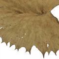 Floristik24 Džiovintų lotoso lapų natūrali sausa dekoracija vandens lelijos lapas 50 vnt