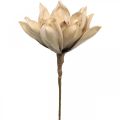 Floristik24 Lotoso gėlė, lotoso žiedų puošmena, dirbtinis augalas smėlio spalvos L66cm