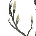 Floristik24 Spring Magnolia Branch pumpuras Dirbtinis šakelė Ruda Balta L100cm