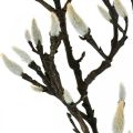 Floristik24 Dirbtinė magnolijos šakelė pavasario dekoravimo šakelė su pumpurais Ruda Balta L135cm