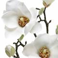 Floristik24 Magnolijos šakelė balta Dekoratyvinė šakelė magnolijos dirbtinė gėlė