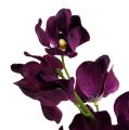 Floristik24 Mokara orchidėja violetinė 50cm dirbtinė 6vnt