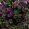 Floristik24 Mini dekoratyvinis rutulys violetinis su dirbtinėmis gėlėmis Ø10cm 1vnt