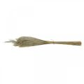 Floristik24 Dry Grass Miscanthus 55-75cm Feather Grass Natural 100p