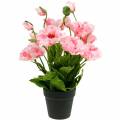 Floristik24 Rytietiškos aguonos, dirbtinės gėlės, aguonos rožiniame vazonėlyje