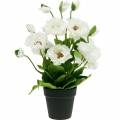 Floristik24 Aguonų vazonėlyje baltų šilko gėlių gėlių dekoracija