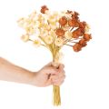 Džiovintos dirbtinės aguonų sėklų ankštys, trijų spalvų puokštė, 40 cm, 45 vnt. | Floristik24.lt