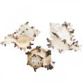 Floristik24 Deco sraigių kiautai dryžuoti, jūrinių sraigių natūrali dekoracija 1kg