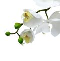 Floristik24 Kandžių orchidėja 75cm Balta