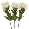 Floristik24 Pincushion dirbtinių gėlių egzotiškas protea leucospermum kremas 73cm 3vnt