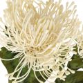 Floristik24 Pincushion dirbtinių gėlių egzotiškas protea leucospermum kremas 73cm 3vnt
