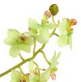Floristik24 Orchidėja 97cm šviesiai žalia