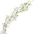Floristik24 Orchid Mokara White 92cm 3vnt