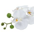 Floristik24 Orchid Phalaenopsis dubenėlyje baltas H40cm