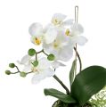 Floristik24 Orchid Phalaenopsis pakabinti H33cm kremą