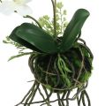 Floristik24 Orchid Phalaenopsis pakabinimui H26cm Kremas