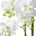 Floristik24 Orchidėja balta su gaubliu 110cm