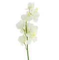 Floristik24 Dirbtinis orchidėjų kremas 50cm 6vnt
