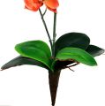 Floristik24 Orchidėja dvi šakos 60cm oranžinės spalvos