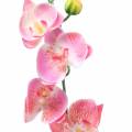 Floristik24 Orchidėja Phalaenopsis dirbtinė rožinė 60cm