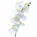 Floristik24 Orchidėja balta 77cm