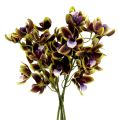 Floristik24 Orchid Cymbidium Green, Purple L38cm 4vnt