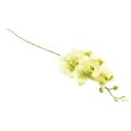 Floristik24 Orchidėja Dirbtinė geltona žalia Phalaenopsis 85cm