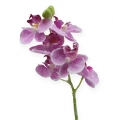 Floristik24 Orchidėja su blizgučiais, rožinė 35cm