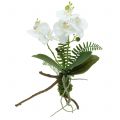 Floristik24 Orchidėja balta su samanų kamuoliukais ir šaknimis 36cm
