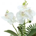Floristik24 Orchidėja balta su samanų kamuoliukais ir šaknimis 36cm