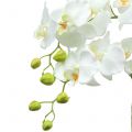 Floristik24 Balta orchidėja ant 65 cm lemputės