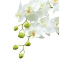 Floristik24 Balta orchidėja ant 118cm rutulio