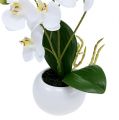 Floristik24 Orchidėjos vazone 30cm baltos spalvos