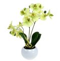 Floristik24 Orchidėjos žaliame vazone H30cm
