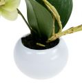 Floristik24 Orchidėjos žaliame vazone H30cm